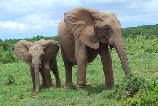 Zuid Afrikaanse Olifanten