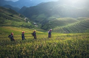 rijstvelden in cambodja